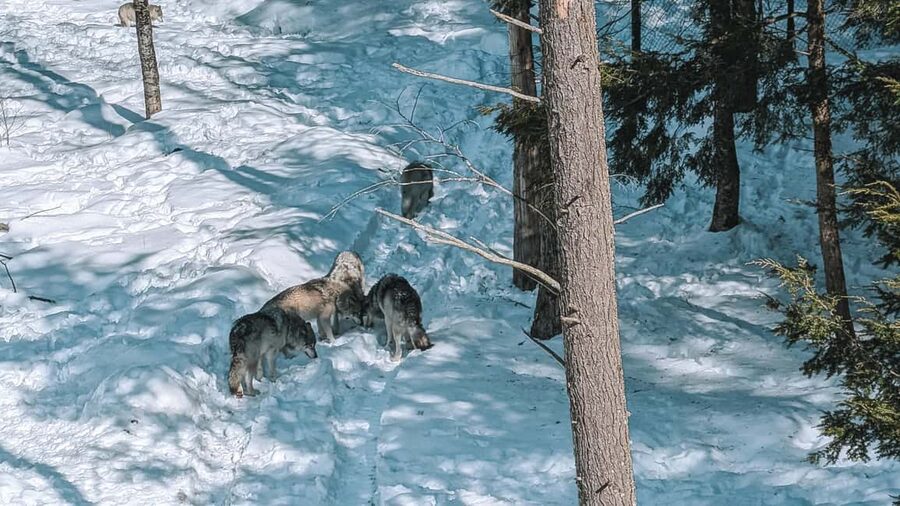 Ottawa: Private Parc Omega Wildlife Safari – Winter Magic - Who will get the most from this safari