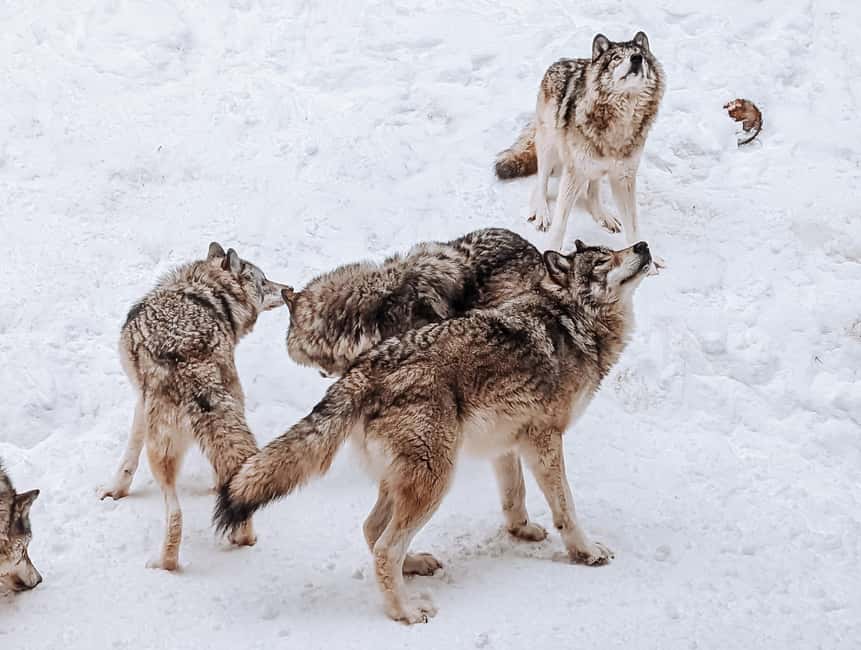 Ottawa: Private Parc Omega Wildlife Safari – Winter Magic - A guide who shapes the day