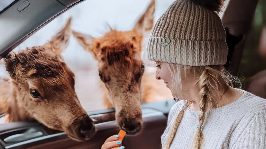 Ottawa: Private Parc Omega Wildlife Safari – Winter Magic - Leaving Ottawa in a private SUV