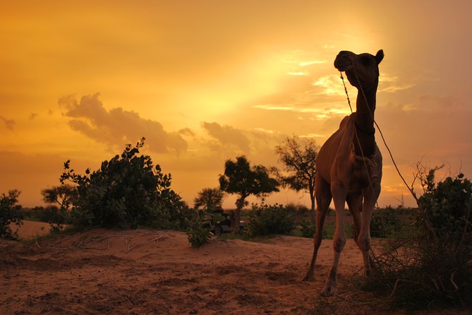 Overnight Camel Safari (remote And Isolated) - Key points at a glance