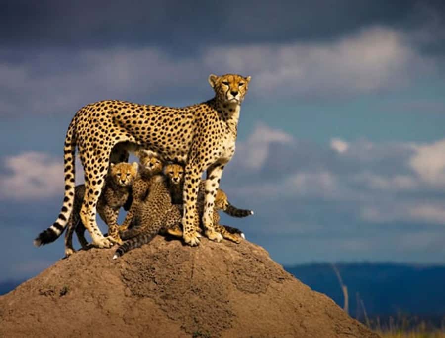 Overnight Private Safari To Masai Mara - Why this two-day Masai Mara trip works