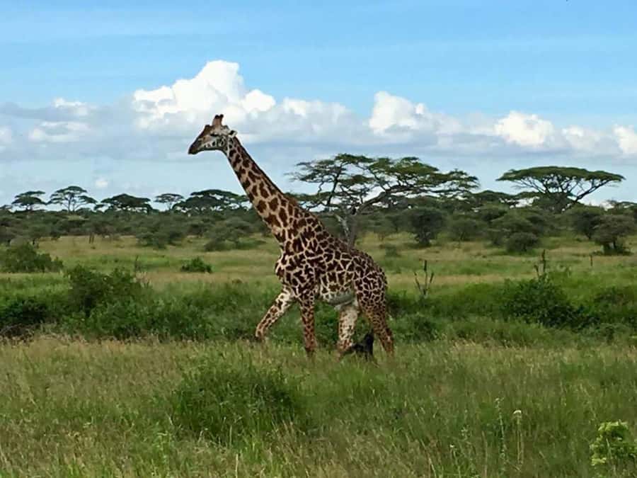 Overnight Private Safari To Masai Mara - What the pop-up roof means for photography
