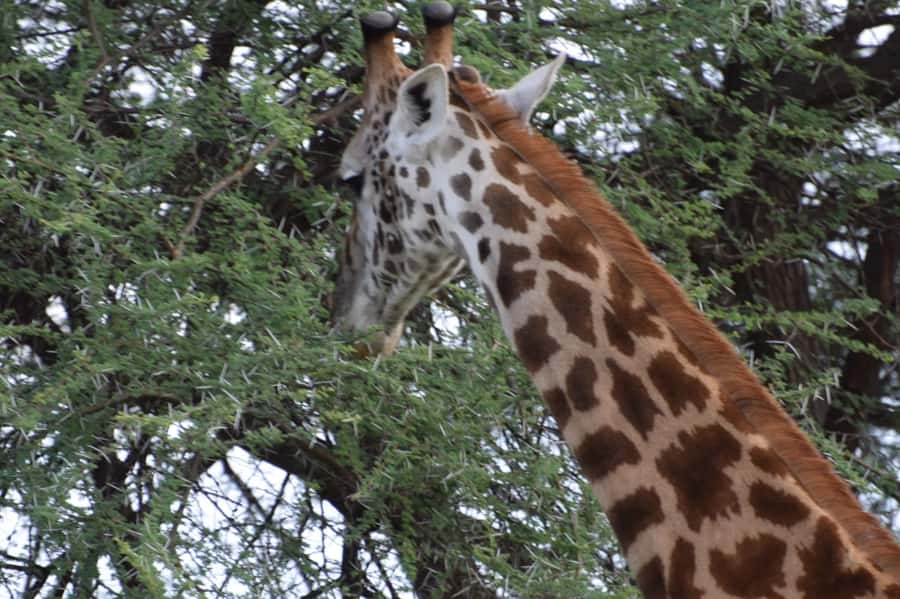 Overnight Private Safari To Masai Mara - Overnight options: basic camp or lodge