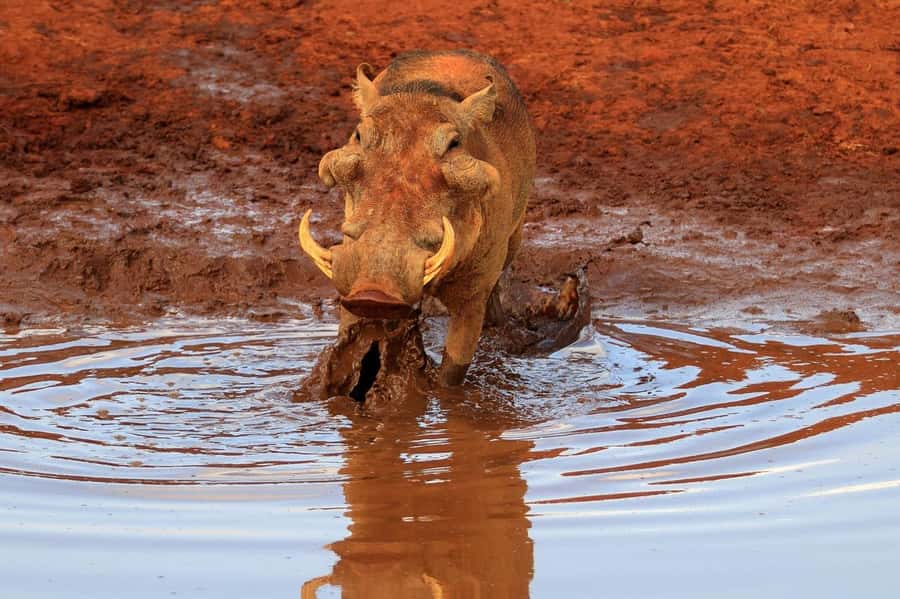 Overnight Tsavo East Safari From Mombasa/Diani (Private) - Lunch, a break, and the evening drive