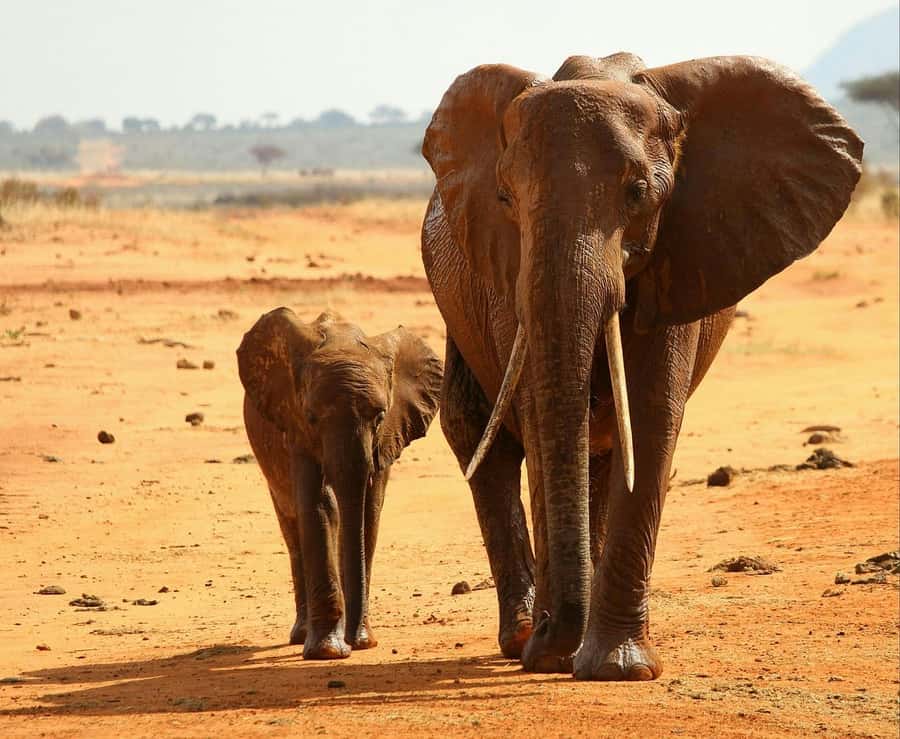 Overnight Tsavo East Safari From Mombasa/Diani (Private) - The wildlife you can reasonably hope to see