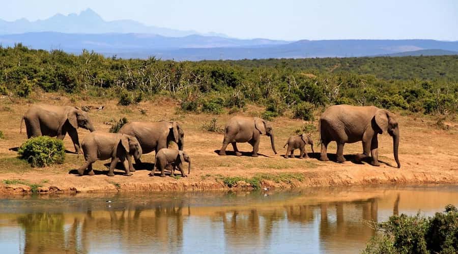 Overnight Tsavo East Safari From Mombasa/Diani (Private) - Who should book this Tsavo East safari
