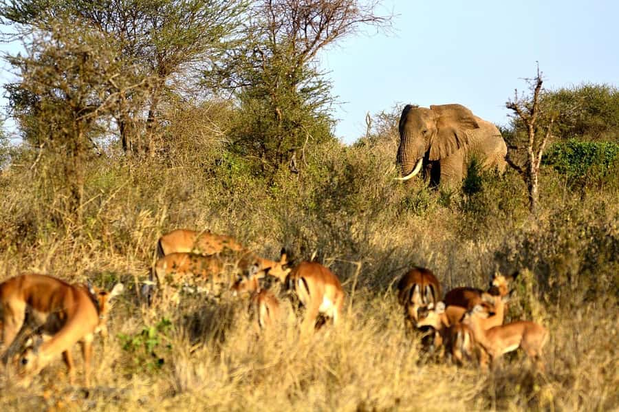 Overnight Tsavo East Safari From Mombasa/Diani (Private) - Should you book it?