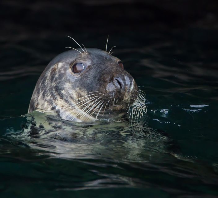 Padstow: Guided RIB Sealife Safari - Seabirds and the spring puffin season