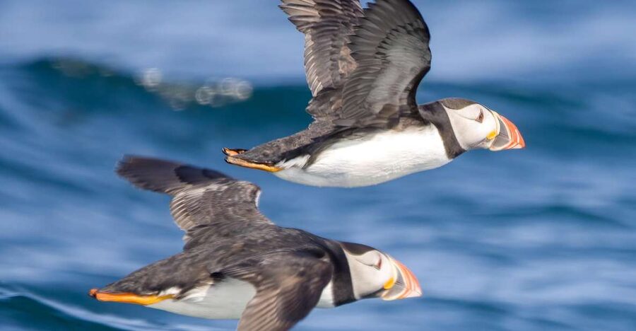 Padstow: Guided RIB Sealife Safari - Practical advice for a better trip
