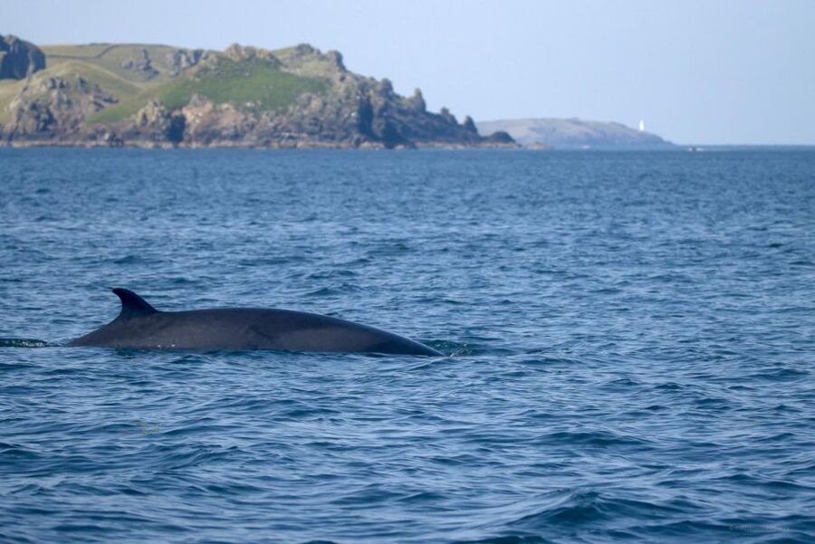Padstow: Guided RIB Sealife Safari - A 25-mile search along North Cornwall