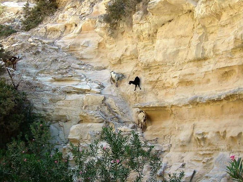 Paphos: Land Rover Jeep Safari Coastal Tour and Blue Lagoon - The Blue Lagoon hour