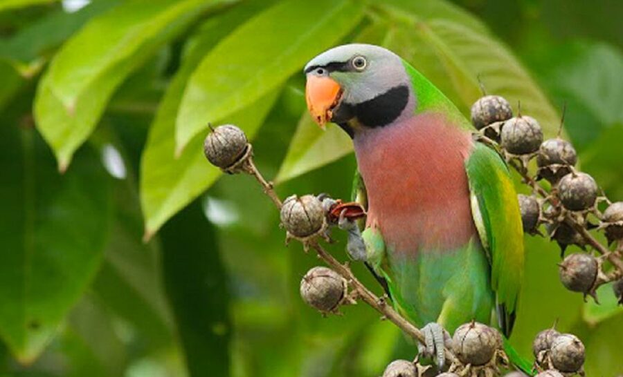Phu Quoc: Vinpearl Safari Park Entry Ticket - Key points to know before you go