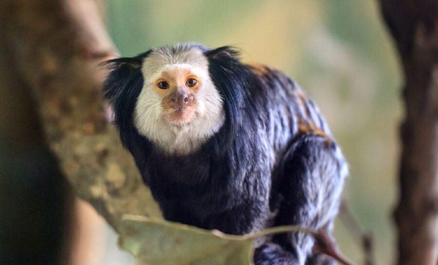 Phu Quoc: Vinpearl Safari Park Entry Ticket - Planning Your Day at Vinpearl Safari