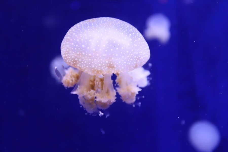 Phu Quoc: VinWonders Entry Ticket with Optional Safari - Family Rides and the 4D Cinema