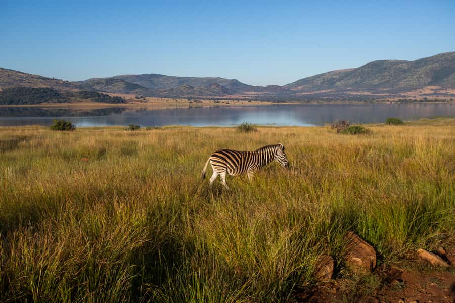 Pilanesberg: 2 Day 3-Star Pilanesberg Safari - Should you book it?