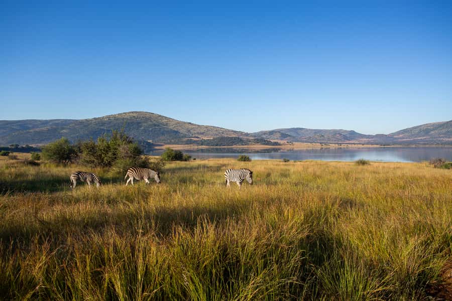 Pilanesberg: 2 Day 3-Star Pilanesberg Safari - Price, park fees, and the real value