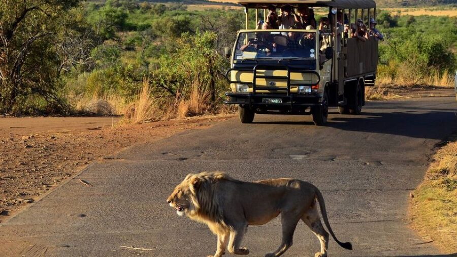 Pilanesberg Full-Day Shared Safari with Sun City Visit - Why Pilanesberg makes a strong Johannesburg safari choice
