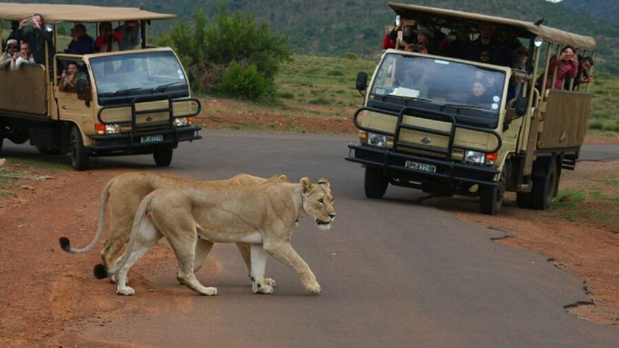 Pilanesberg Full-Day Shared Safari with Sun City Visit - What the guides add to the day
