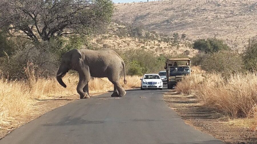 Pilanesberg Full-Day Shared Safari with Sun City Visit - A three-hour open 4x4 drive through Pilanesberg