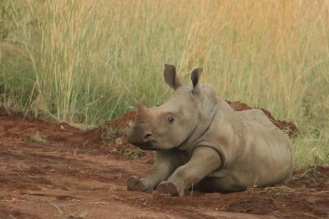 Pilanesberg Game Reserve 6 Hour Sunrise Safari from Johannesburg or Pretoria - What the $255.12 price really covers