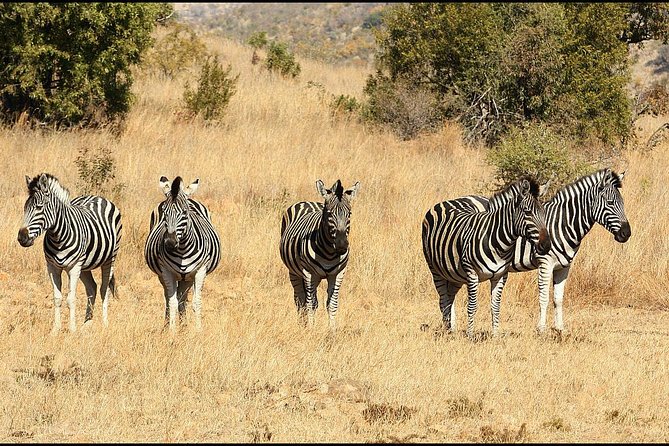Pilanesberg Game Reserve 6 Hour Sunrise Safari from Johannesburg or Pretoria - Practical details that can make the day better