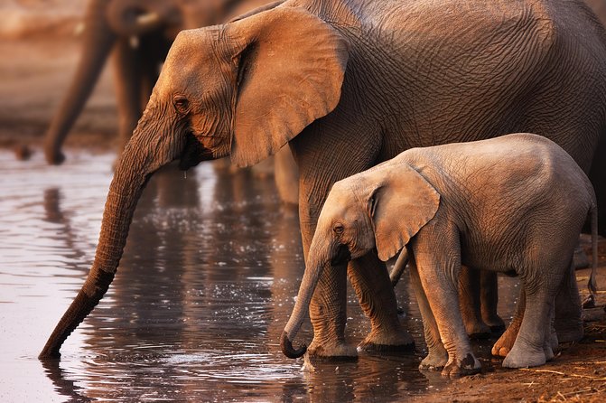 Pilanesberg Game Reserve Safari and Sun City Day Trip from Johannesburg - Pilanesberg’s three-hour animal search