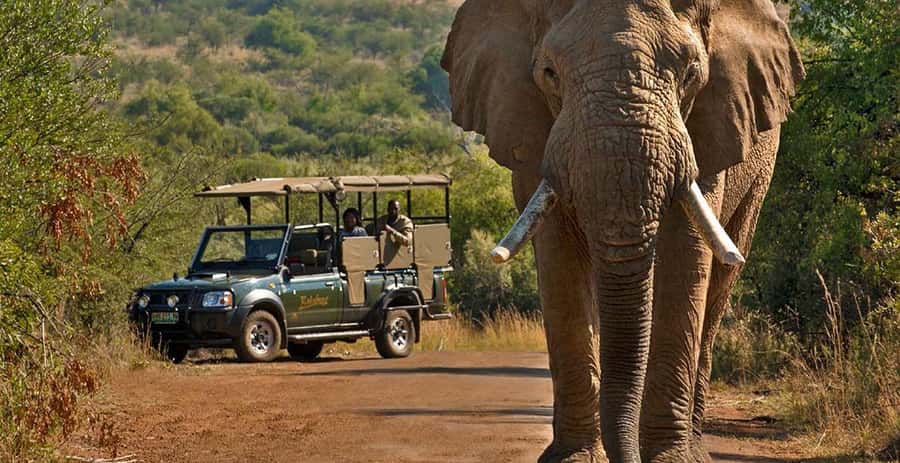 Pilanesberg Morning or Afternoon 3 Hour Game Drive - Quick points to know before booking