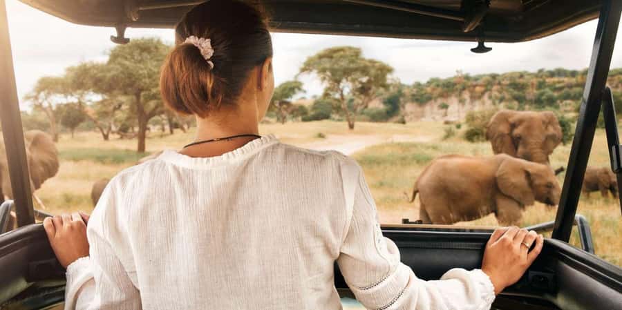 Pilanesberg Morning or Afternoon 3 Hour Game Drive - Three hours in an open safari vehicle