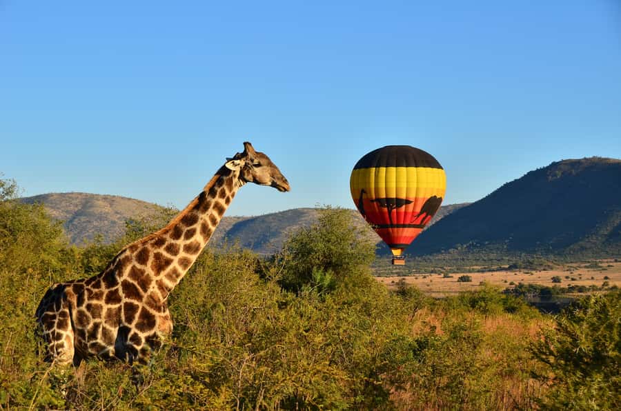 Pilanesberg National Park/Sun City Hot Air Balloon Safari - Why a balloon changes your view of Pilanesberg