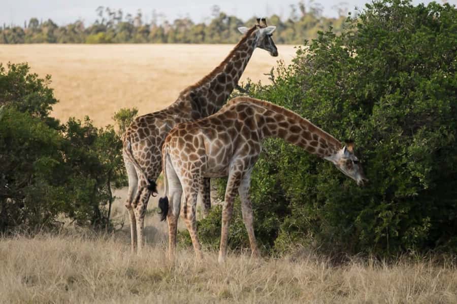 Plettenberg Bay Game Reserve: 2-Hour Game Drive - The animals you may see