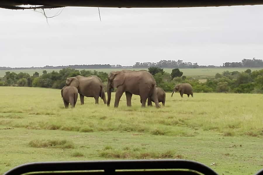 Plettenberg Bay Game Reserve: 2-Hour Game Drive - What the two-hour drive is like