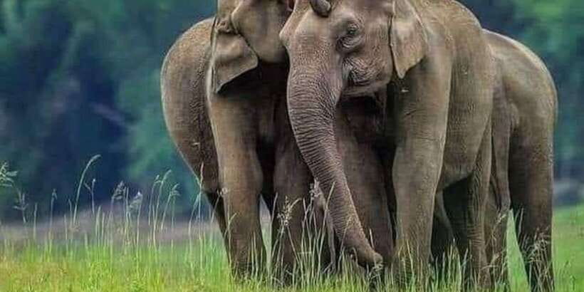 Polonnaruwa Day Tour With Minneriya NP Elephant Safari - Searching for elephants in Minneriya National Park