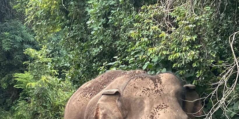 Polonnaruwa Sight Seeing Tour and Minneriya Elephant Safari - Key points to know before booking