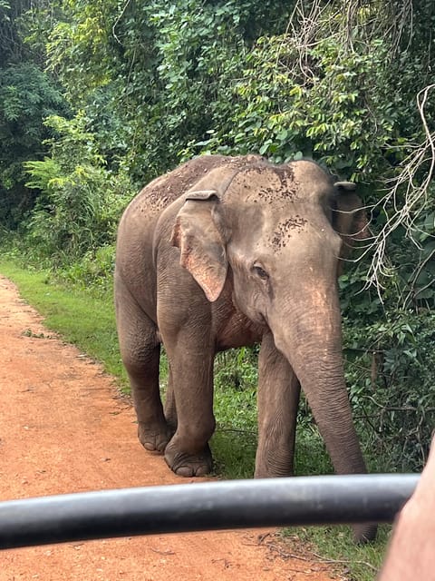 Polonnaruwa Sight Seeing Tour and Minneriya Elephant Safari - Minneriya National Park and the elephant gathering
