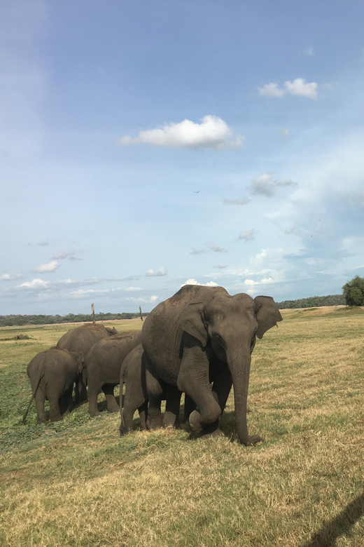 Polonnaruwa Sight Seeing Tour and Minneriya Elephant Safari - Should you book the Polonnaruwa and Minneriya combination?