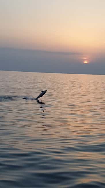 Poreč: Sunset Dolphin Safari with Dinner and Drinks - Key points to know before booking