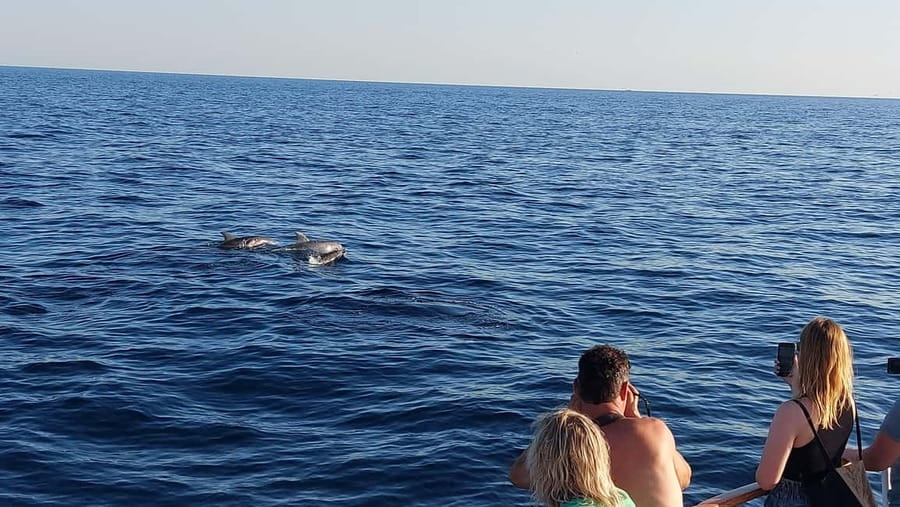 Poreč: Sunset Dolphin Safari with Dinner and Drinks - Dinner with three simple menu choices
