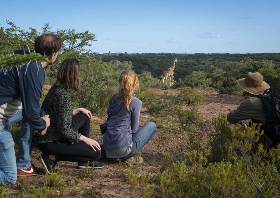Port Elizabeth: 2-Day Addo Elephant Park Safari - Should you book it?
