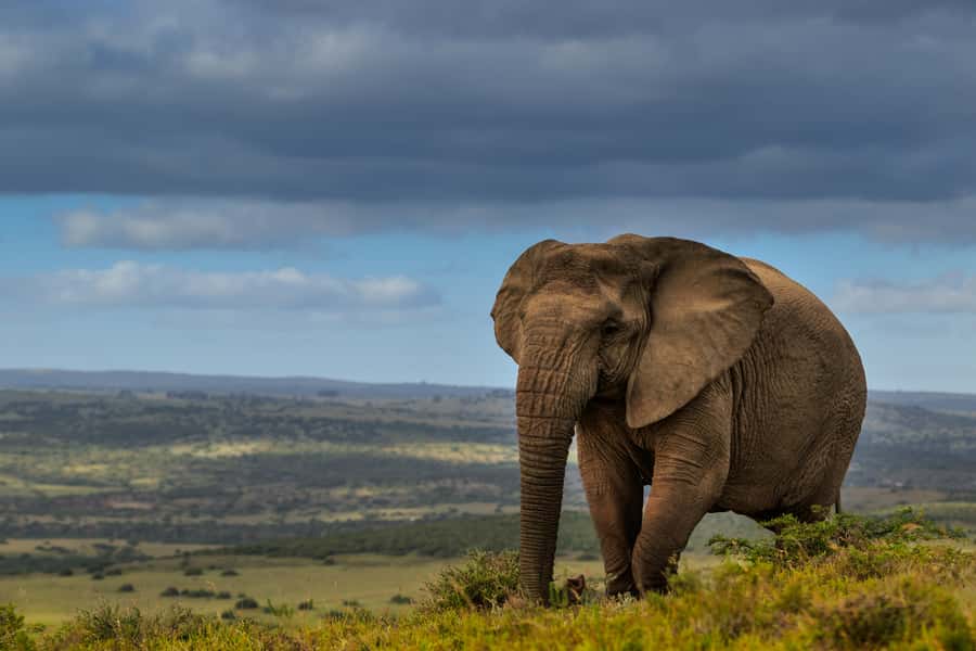 Port Elizabeth: 2-Day Addo Elephant Park Safari - An overnight stay beside the Sundays River