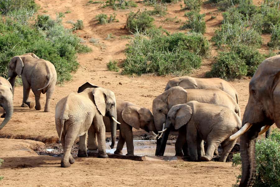 Port Elizabeth: 2-Day Addo Elephant Park Safari - What the giraffe tracking safari is really like