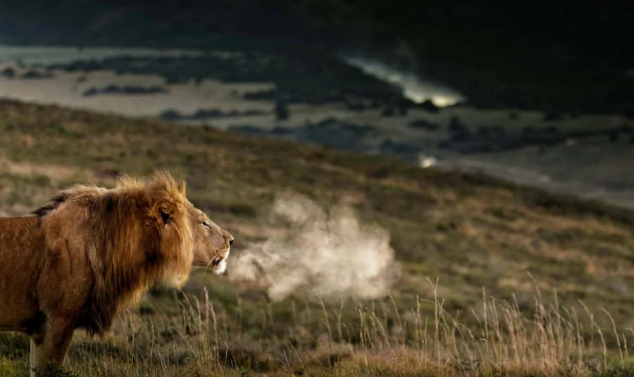 Port Elizabeth: 2-Day Addo Elephant Park Safari - Day one in Addo: a long search for wildlife