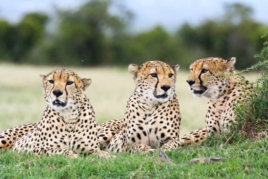 Port Elizabeth: 4x4 Wildlife Safari & City Sightseeing Tour - Why this seven-hour route works