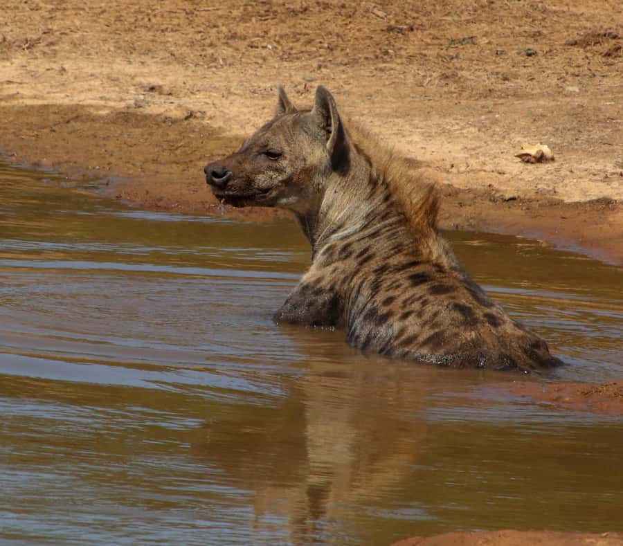 Port Elizabeth: Addo Elephant Park All-Inclusive Day Safari - Why Addo Works So Well as a Day Trip