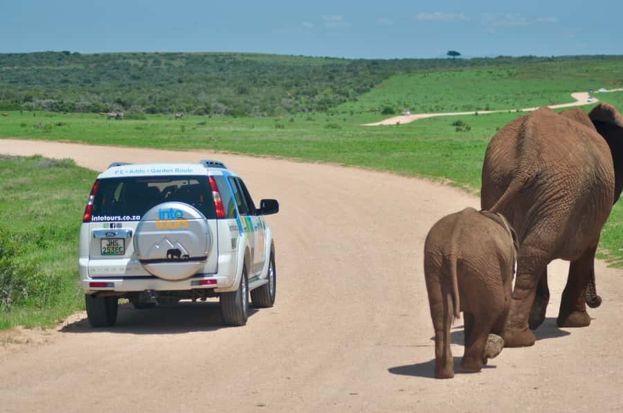 Port Elizabeth: Addo Elephant Park All-Inclusive Day Safari - Who Should Book This Addo Safari?