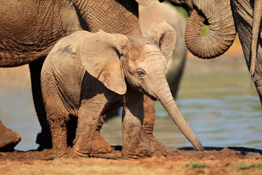 Port Elizabeth: Addo Elephant Park All-Inclusive Day Safari - The First Three-Hour Game Drive