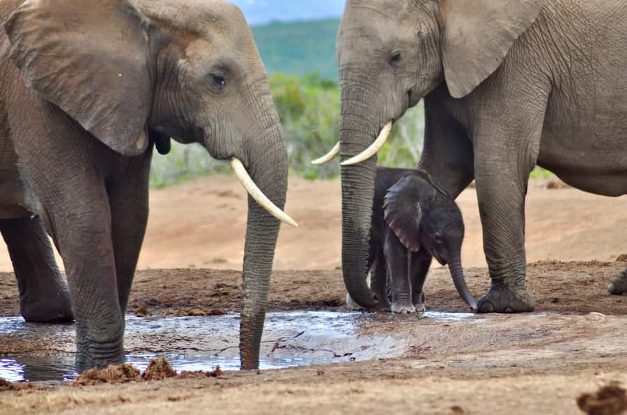 Port Elizabeth: Addo Elephant Park All-Inclusive Day Safari - Lunch, a Rest, and Time to Browse