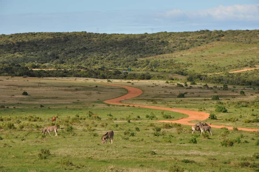 Port Elizabeth: Addo Elephant Park All-Inclusive Day Safari - The Afternoon Drive and Lookout Points