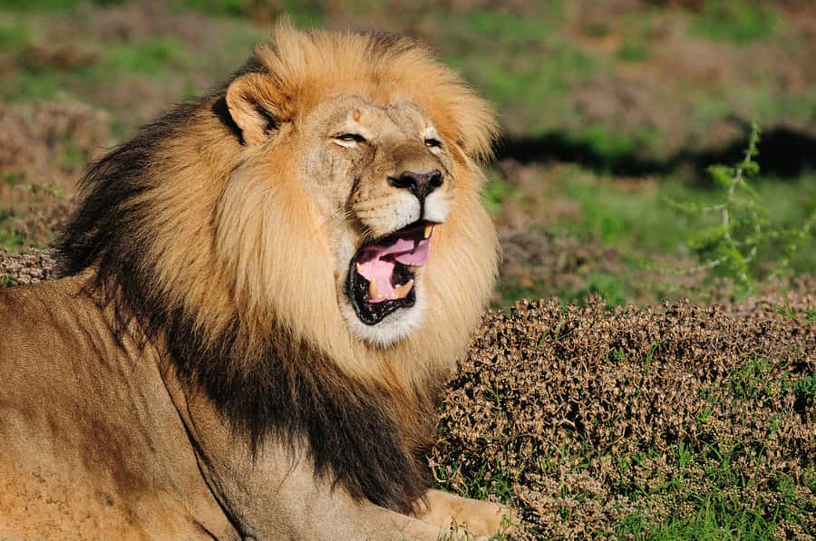 Port Elizabeth: Addo Elephant Park All-Inclusive Day Safari - What the Guides Add