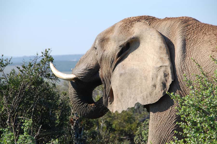 Port Elizabeth: Addo Elephant Park All-Inclusive Day Safari - Is the Enclosed Vehicle Right for You?