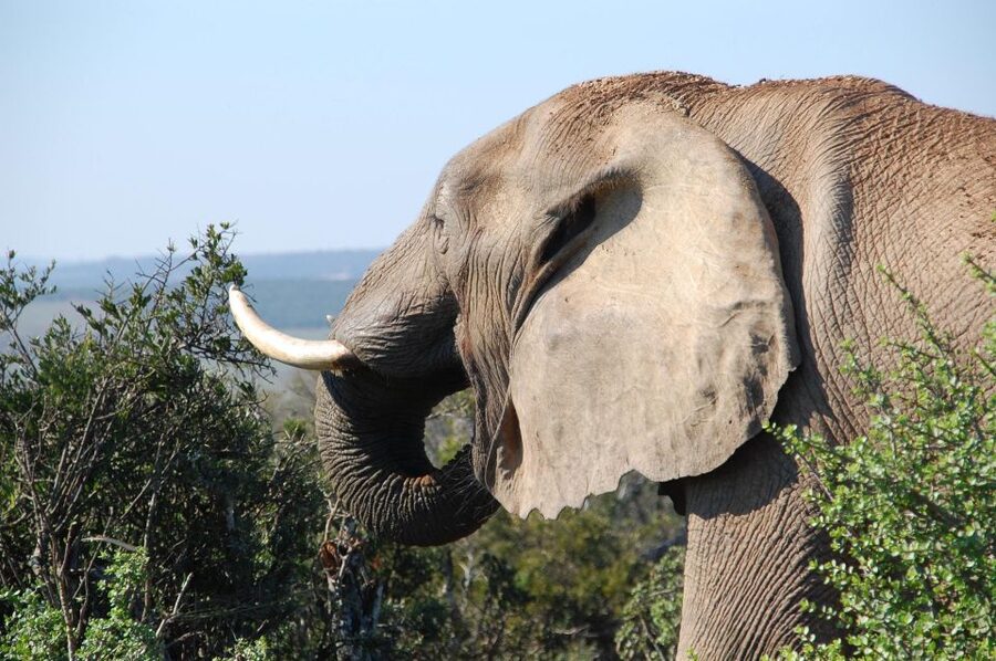 Port Elizabeth: Addo Elephant Park All-Inclusive Day Safari - The $176 Price and What It Covers